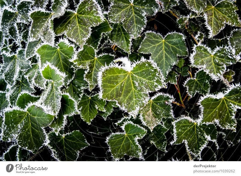 I just framed the leaves. Vacation & Travel Tourism Trip Adventure Environment Nature Landscape Plant Animal Elements Winter Beautiful weather Ice Frost Leaf