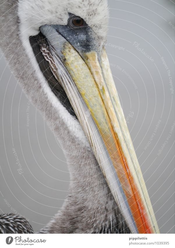 pelican Paracas Peru Animal Wild animal Bird Animal face Pelican Beak Head Looking Wait Near Gray Orange Serene Endurance Adventure Experience Exotic Colour