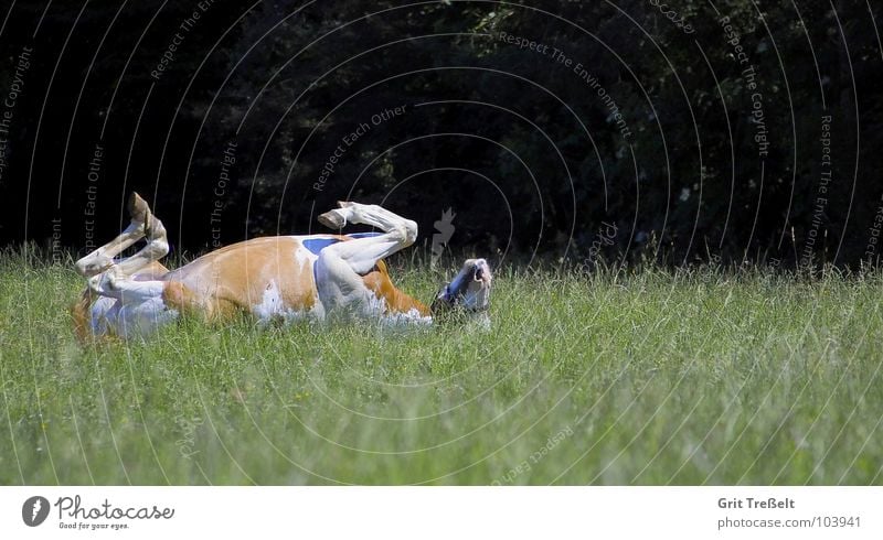 Overturned ;-) Horse Air Mammal Lawn Legs Lie Funny Back hoof