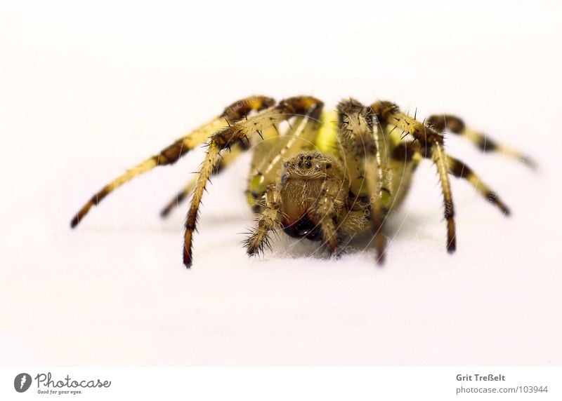 spider Spider Disgust Small Macro (Extreme close-up) Fear Eyes