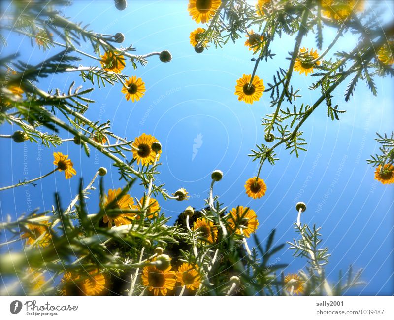 skywards Nature Plant Summer Flower Bushes Garden Breathe Movement Blossoming Fragrance Illuminate Esthetic Fresh Natural Yellow Spring fever Colour Network