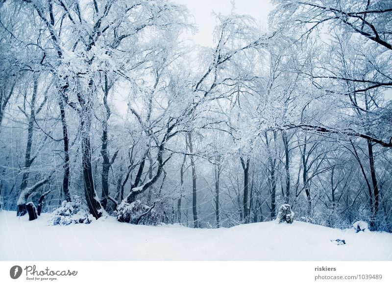 frozen forest Environment Nature Landscape Winter Climate Beautiful weather Ice Frost Snow Snowfall Forest Exceptional Cold Natural Blue Calm Dream Loneliness