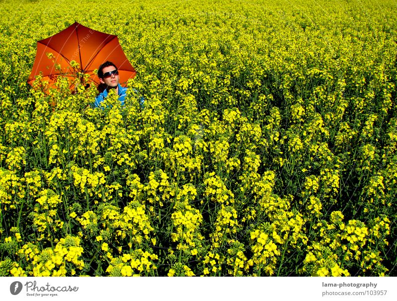 Summer Feeling To enjoy Sunbathing Calm Dream Lie Canola Canola field Field Meadow Agriculture Spring Jump Ear of corn Village Yellow Flower Relaxation