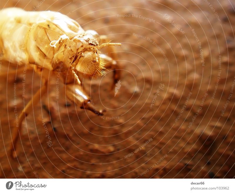 Alien Skin Insect Summer Macro (Extreme close-up) Close-up cicada skin brown chocolate Extraterrestrial being earth dark Mars