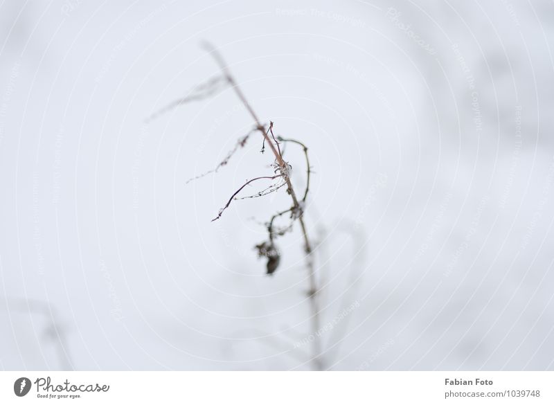 winter Winter Plant Grass Bushes Trust Safety Protection Loneliness Colour photo Exterior shot Detail Macro (Extreme close-up) Silhouette Blur