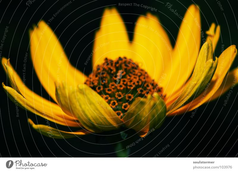 great flower Flower Blossom Yellow Black Green Stalk Macro (Extreme close-up) Close-up Blossoming Life Garden