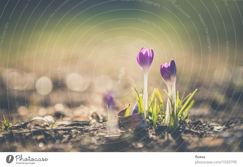 It begins! Nature Plant Sunlight Spring Beautiful weather Flower Blossom Wild plant Meadow Blossoming Growth Natural Brown Yellow Green Violet White Crocus