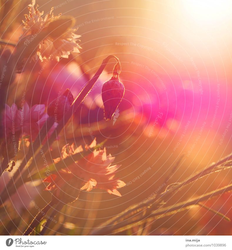 flower meadow Environment Nature Plant Sun Sunrise Sunset Sunlight Spring Summer Climate change Beautiful weather Flower Blossom Wild plant Garden Park Meadow