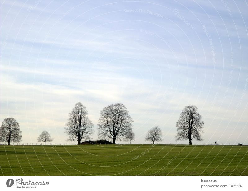 Witnesses on the horizon Clouds Moody Tree Horizon Grass Green Full Juicy Meadow Fertile November Autumn Gloomy Infinity Far-off places 6 Exterior shot Calm