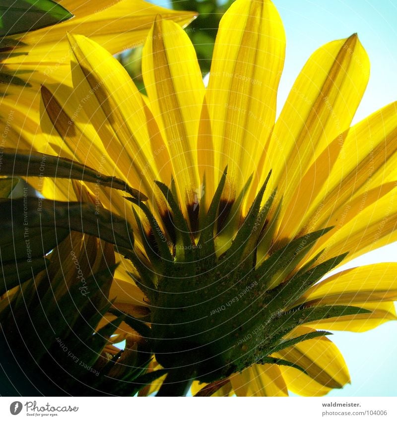 noonday gold Flower Blossom Gazania Garden Flowerbed Summer Sky Back-light Gold Yellow Green Shadow Contrast