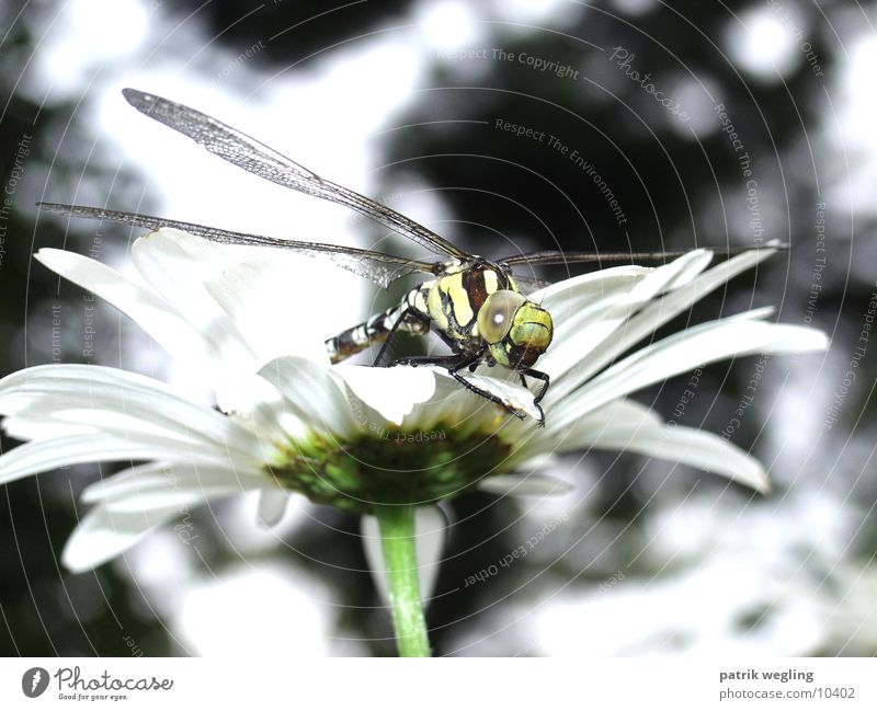 dragonfly Dragonfly Flower Close-up