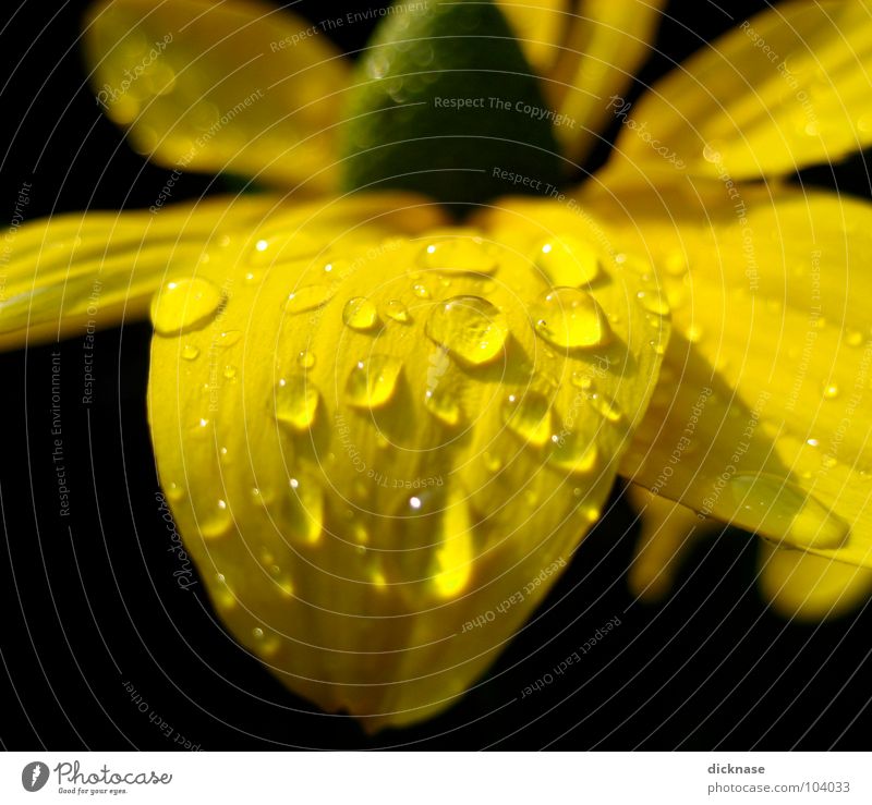 Yellow on black "refreshed" Black Flower Summer Flower power Macro (Extreme close-up) Close-up Drops of water Structures and shapes Water Rope Wrinkles