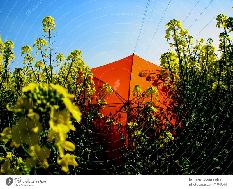 dropped... To enjoy Sunbathing Calm Dream Lie Summer Canola Canola field Field Meadow Agriculture Spring Jump Ear of corn Yellow Flower Relaxation