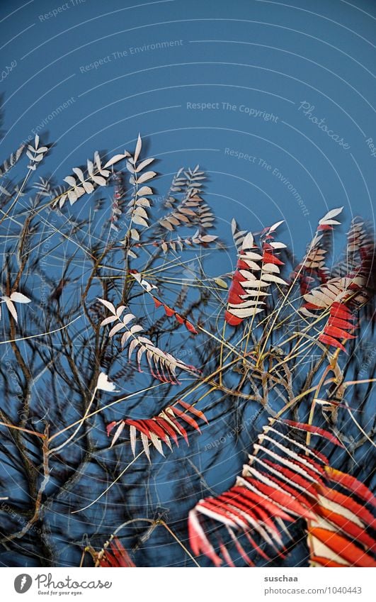 leaf series ... 7 Art Environment Nature Sky Autumn Tree Exceptional Wild Blue Red Surrealism Bright Colours Colour photo Multicoloured Exterior shot