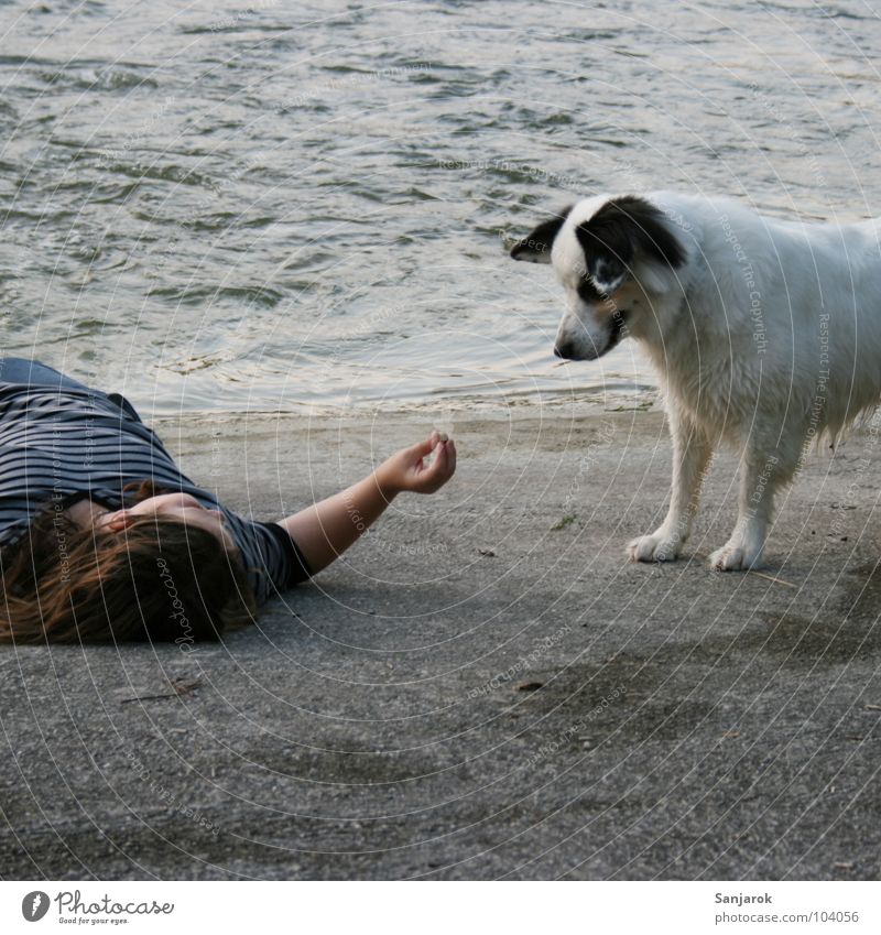 Yummy face! Puberty Dog Gray Beach Concrete Barrage Waves Feeding Suspect Caution Pebble To feed Pet White River Water Evening Shadow Coast River Lech Fressi