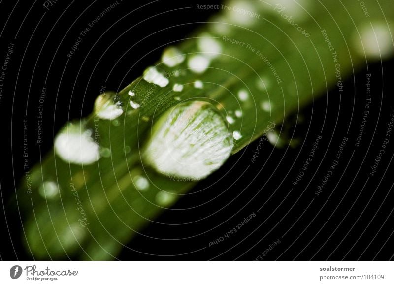 drip, drip, drip Green Plant Rain Vessel Wet Light Spring Water Macro (Extreme close-up) Close-up Leaf green Reflection Drops of water