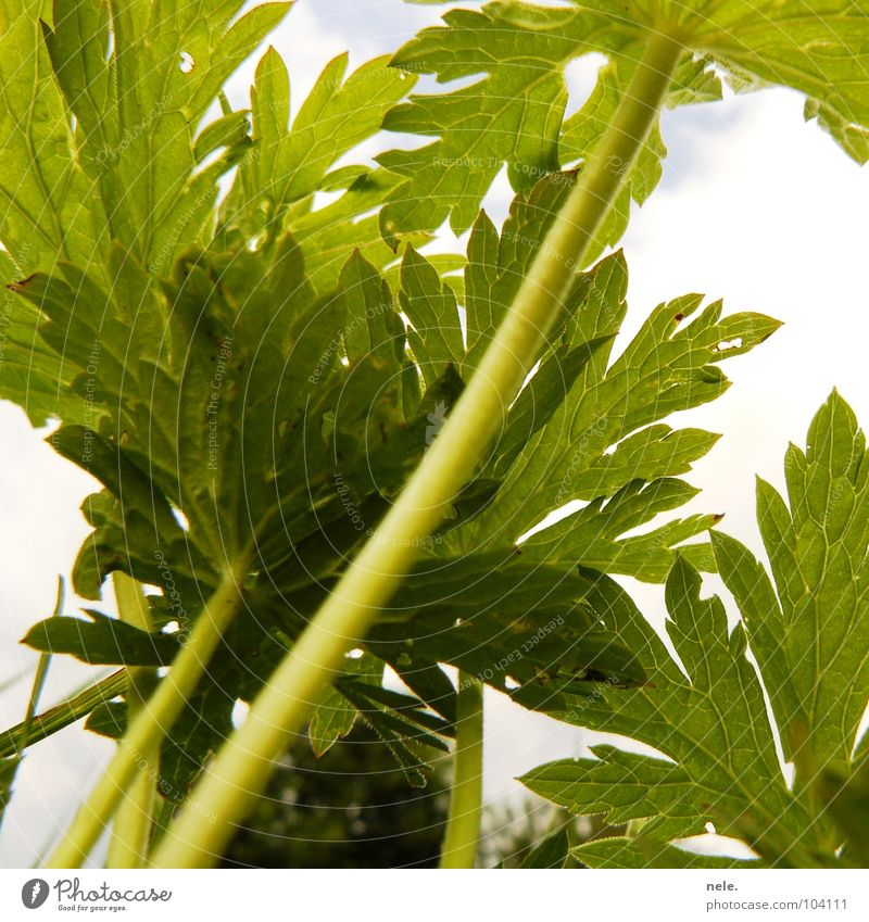 bonjour tristesse. Grass Plant Clouds Green Stalk Boredom Summer nele. Sky Nature Colour