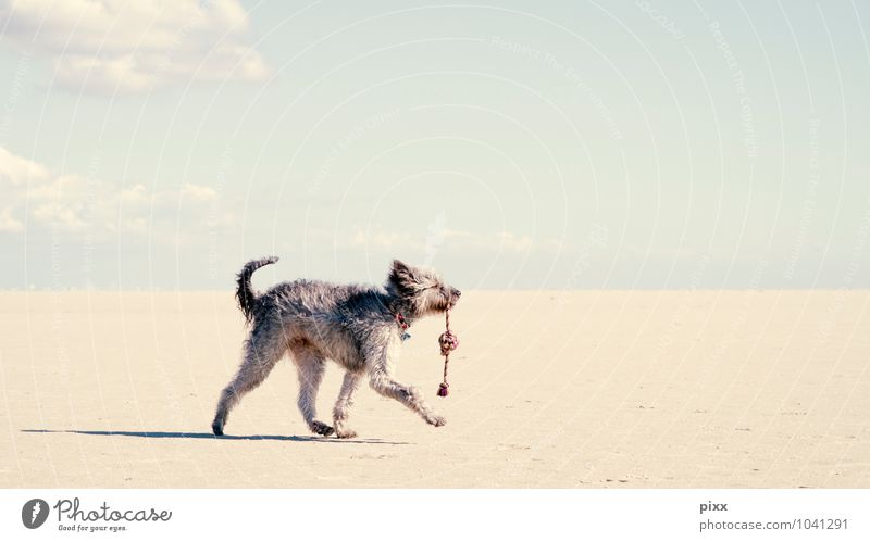 (s)chiller summer wind addict Playing Vacation & Travel Trip Far-off places Freedom Summer vacation Beach Sand Air Sky Clouds Beautiful weather St. Peter-Ording