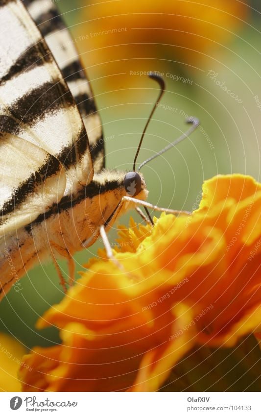 Swallow-tailed Butterfly Macro (Extreme close-up) Yellow Feeler Stamen Suck Dust Pollen Flower Thirsty Marigold Stripe White Insect Blur Trunk Calm Satisfaction