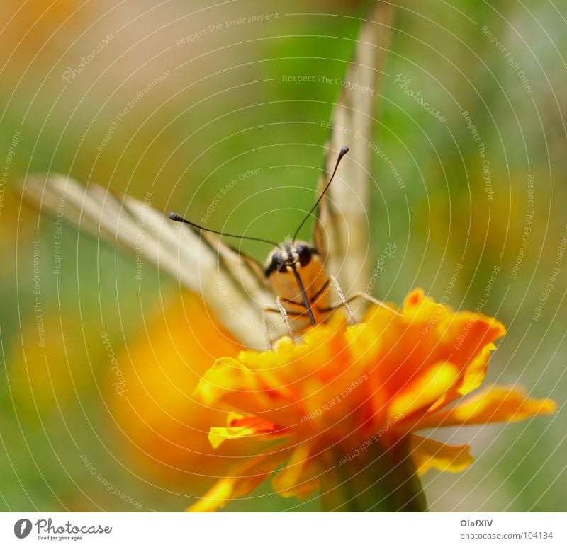 Visit of a swallowtail butterfly Macro (Extreme close-up) Butterfly Yellow Feeler Stamen Suck Dust Pollen Flower Thirsty Marigold Stripe White Insect Blur Trunk