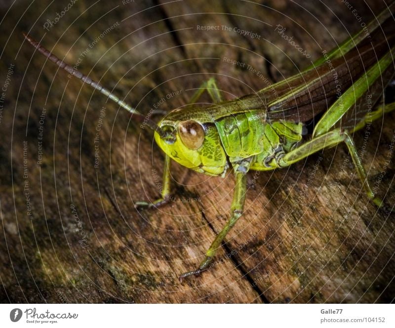 Flip the grasshopper Insect Maya the Bee Small Green Jump Hop Posture Feeler Animal Living thing Summer Grass Salto Macro (Extreme close-up) Locust Nature Eyes