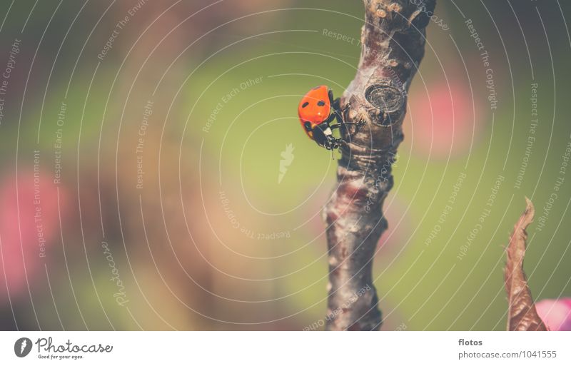 Beetle sunbath Animal Wild animal Ladybird 1 Crawl Sit Brown Green Pink Red Black Nature Colour photo Exterior shot Close-up Deserted Copy Space left Day Light