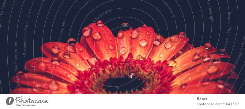 water pearls Nature Plant Drops of water Summer Flower Blossom Exotic Gerbera Fresh Wet Beautiful Yellow Orange Red Black Colour photo Interior shot Studio shot