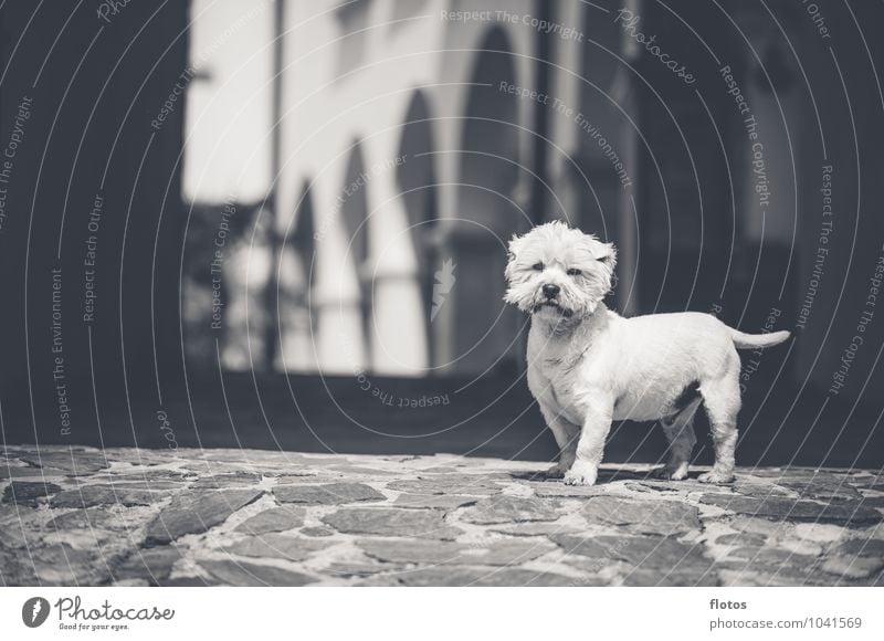 Like a Boss Animal Dog 1 Observe Wait Black White Nature Black & white photo Exterior shot Deserted Copy Space left Day Light Shadow Sunlight Blur