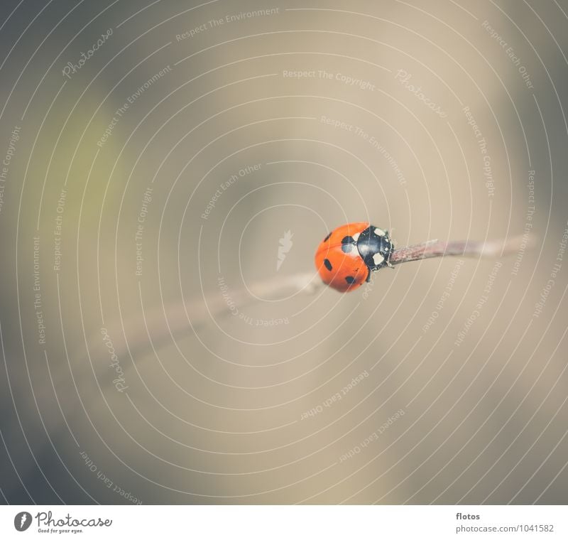 Alone .. Animal Wild animal Beetle Ladybird Crawl Nature Colour photo Exterior shot Close-up Deserted Copy Space right Copy Space top Copy Space bottom Day