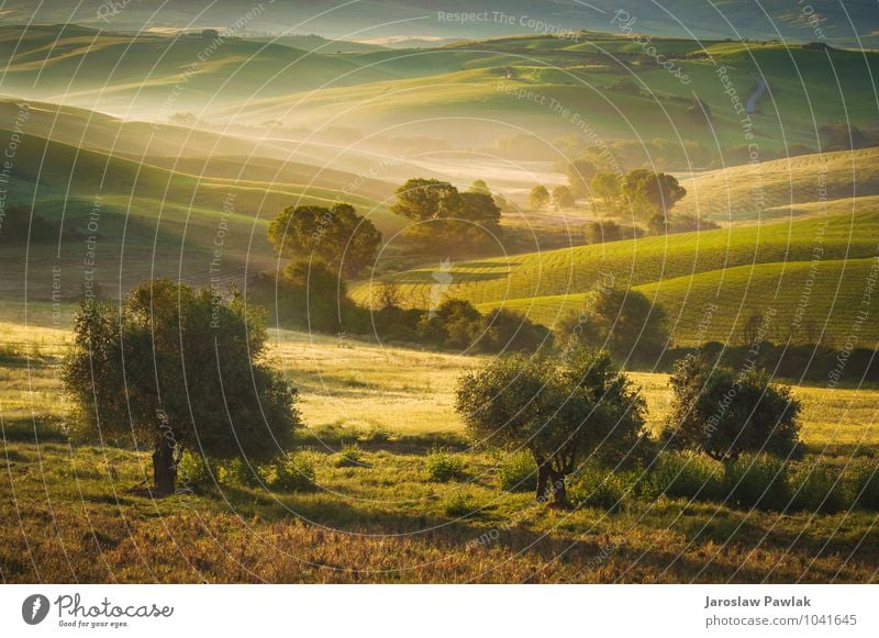 Tuscan olive trees and fields in the area of Siena, Italy Vacation & Travel Tourism Adventure Freedom Summer Sun House building Environment Nature Landscape