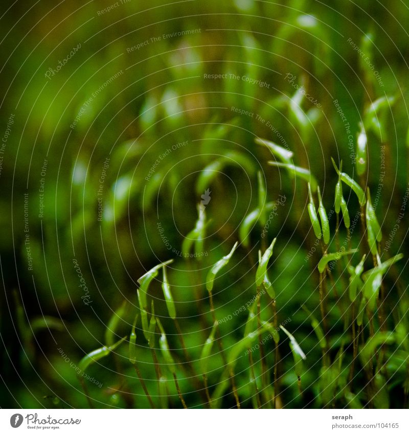 Moss Plant Green Background picture Encalypta Ground cover plant Spore Symbiosis Nature sporophyte micro Lichen Macro (Extreme close-up) Botany Growth