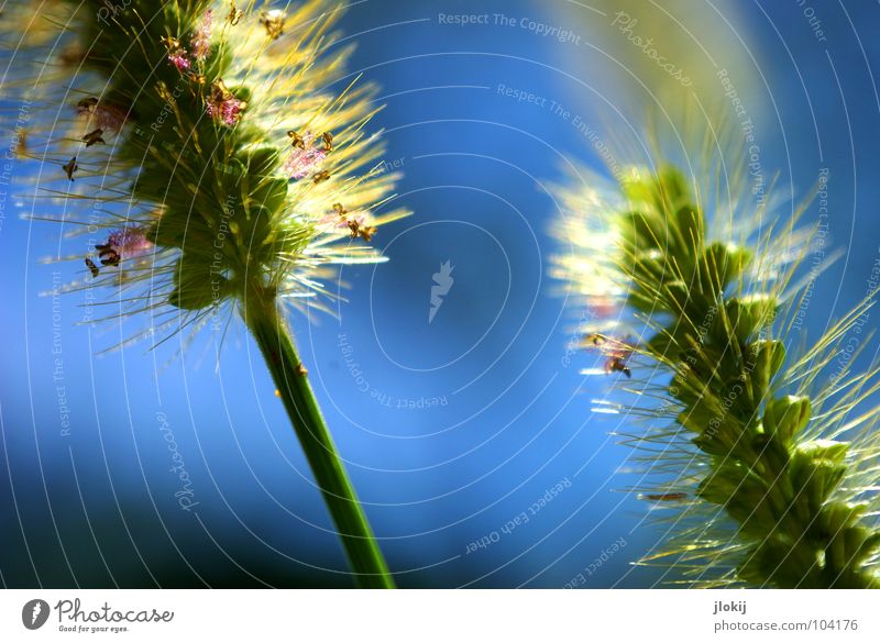 obliquely Grass Ear of corn Green Fluff Stalk Blur Botany Growth Plant Illuminate Summer Spring Meadow Blade of grass Blossom Jump Nature