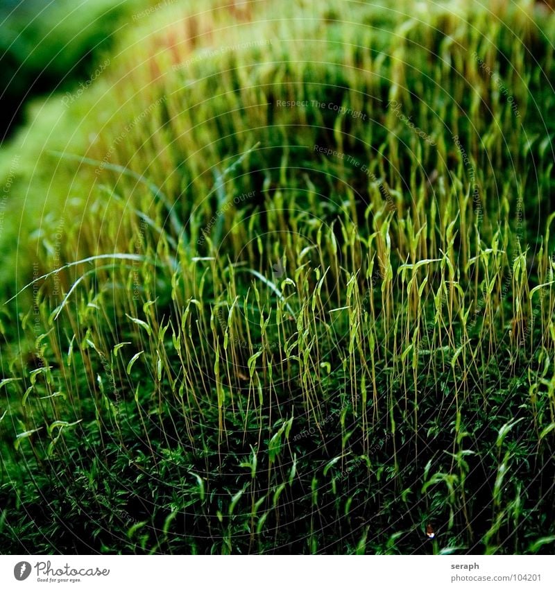 Moss Plant Green Background picture Encalypta Ground cover plant Spore Symbiosis Nature micro Lichen Macro (Extreme close-up) Botany Growth