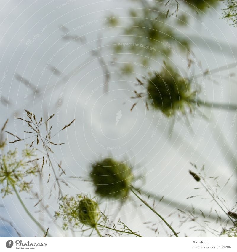 green to white Meadow Foliage plant Grass Flower Clouds Bad weather Blur Worm's-eye view Autumn Sky Cover Seed