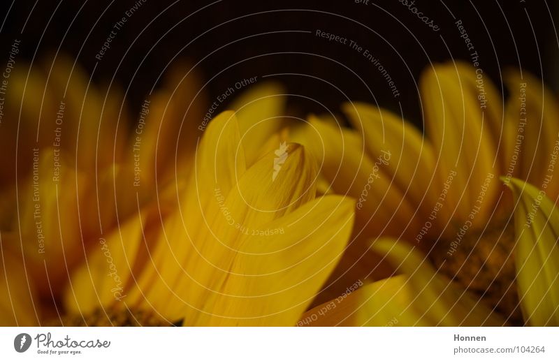 Sun In The Dark Sunflower Daisy Family Basket Yellow Black Plant Vase Angiosperm Ornamental plant Summer Field Maturing time Growth Favorite flower