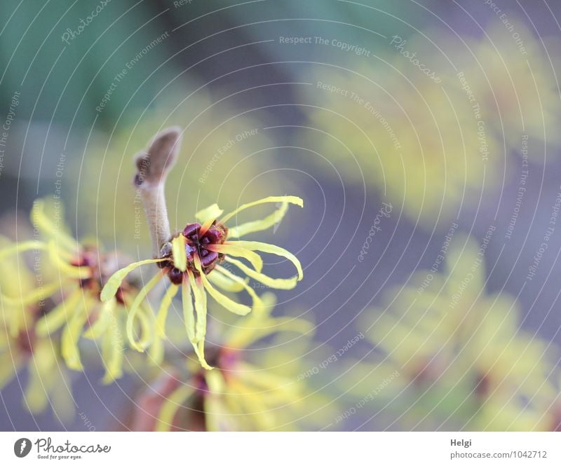 winter flowering Environment Nature Plant Winter Beautiful weather Bushes Blossom Bud Hamamelis japonica Hamamelis blossom Garden Blossoming Growth Esthetic