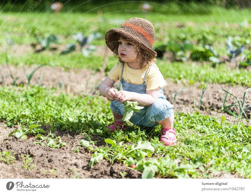 Girls in the field Vegetable Joy Summer Garden Child Gardening Toddler Field Hat Crouch Laughter Extend Garden Bed (Horticulture) Harvest Vegetable bed