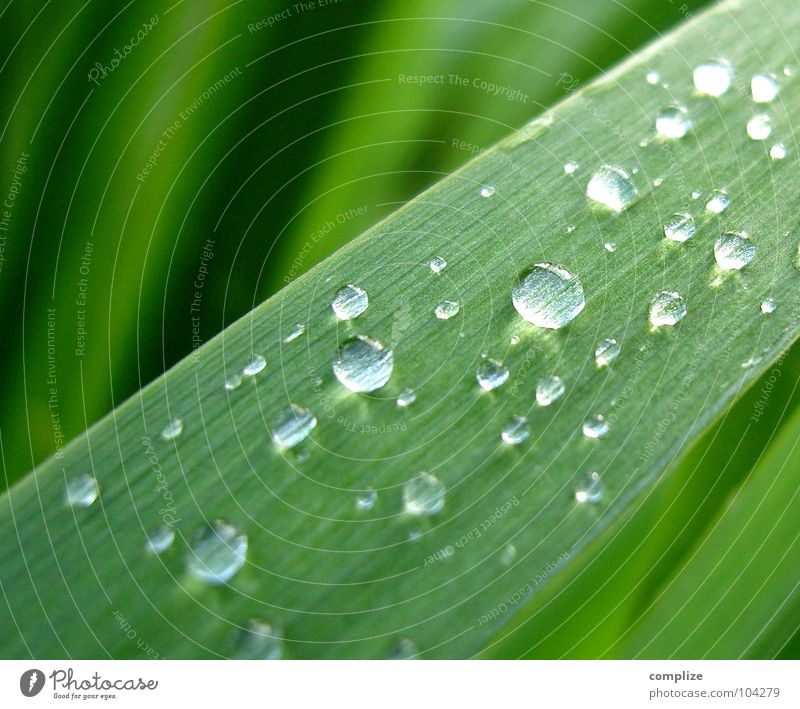 After the rain! Common Reed Lake Rainwater Round Green Plant Lakeside Summer Fresh Drops of water Rachis Vessel Maturing time Growth Bushes Clarity Pure