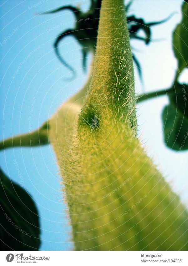 Another Different View Sunflower Bulb Blossom Green Plant Biology Gardener Summer Fantasy literature Perspective Tendril Flourish Growth Park