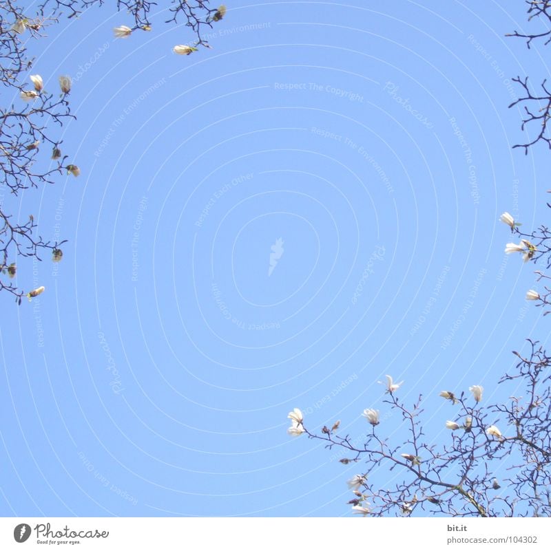 FLOWERING TIME Nature Plant Sky Cloudless sky Spring Summer Beautiful weather Tree Blossom Blossoming Above Blue White Bordered Magnolia plants