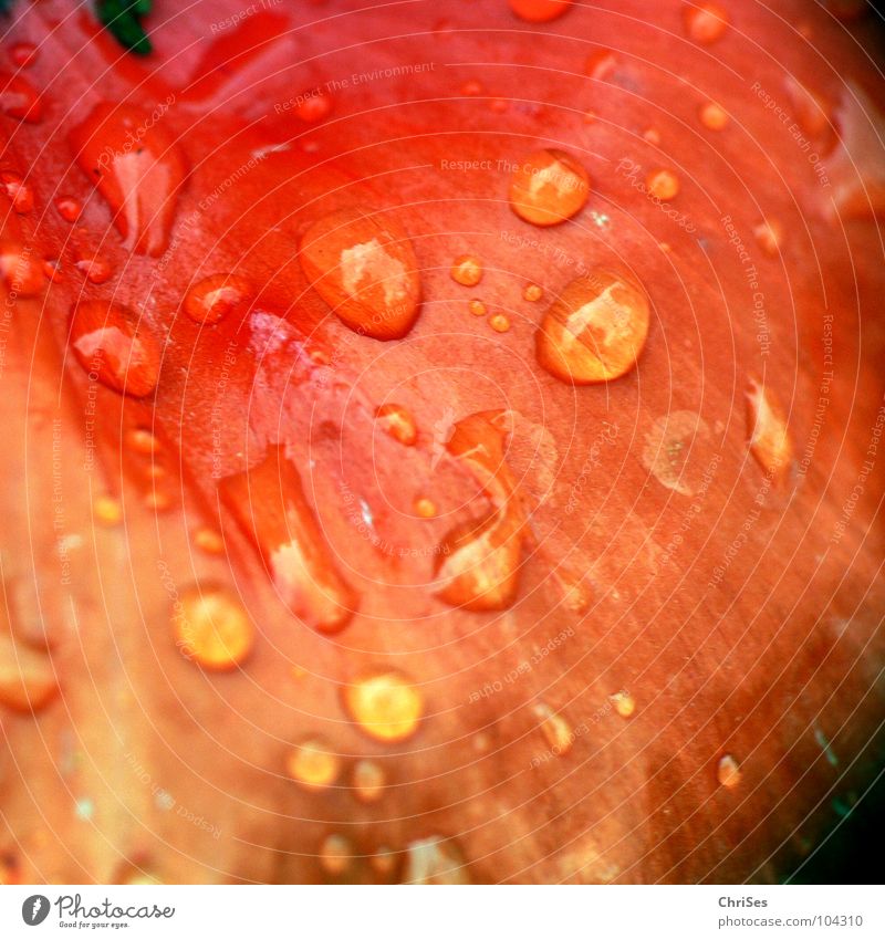 Raindrops 03 Poppy Corn poppy Poppy blossom Blossom leave Wet Damp Cold Plant Botany Red Northern Forest Macro (Extreme close-up) Close-up Summer drizzle Water