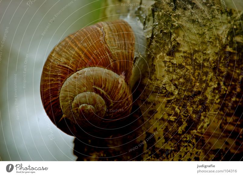 indoors and outdoors Snail shell Vineyard snail Tree Tree bark Birch tree Environment Rotated Brown Withdraw Loneliness Animal Safety Nature Life Bowl