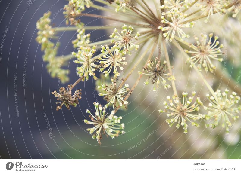 Angelica for Valentine Plant Flower Blossom angelica Blossoming Bright Blue Green White Healthy Nature Alternative medicine Medication Star (Symbol) Delicate