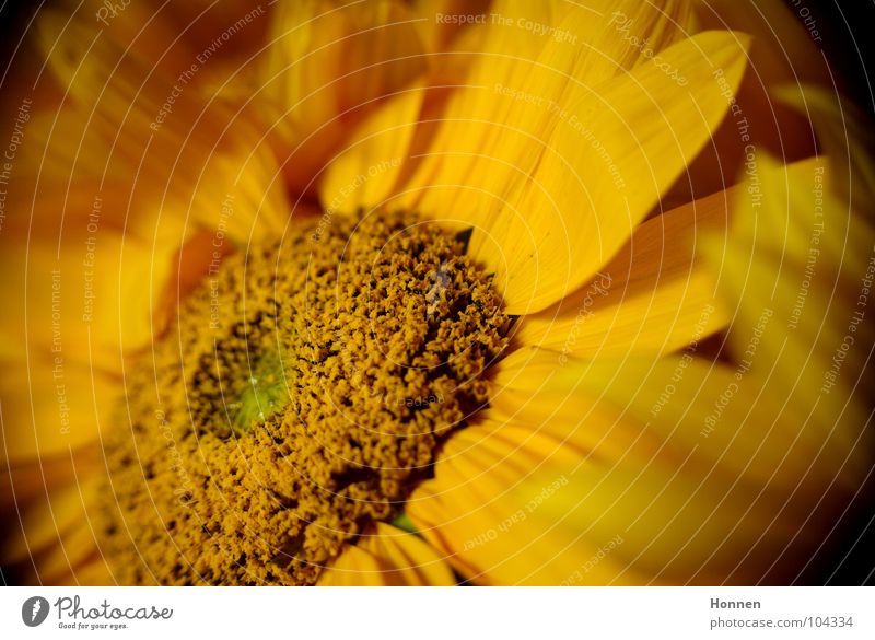 Sun In The Dark II Sunflower Daisy Family Basket Yellow Black Plant Vase Angiosperm Ornamental plant Summer Field Maturing time Growth Favorite flower