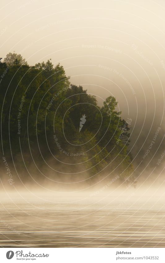 morning fog Environment Nature Landscape Elements Sky Clouds Horizon Climate Weather Beautiful weather Fog Plant Tree Touch Movement Glittering Illuminate