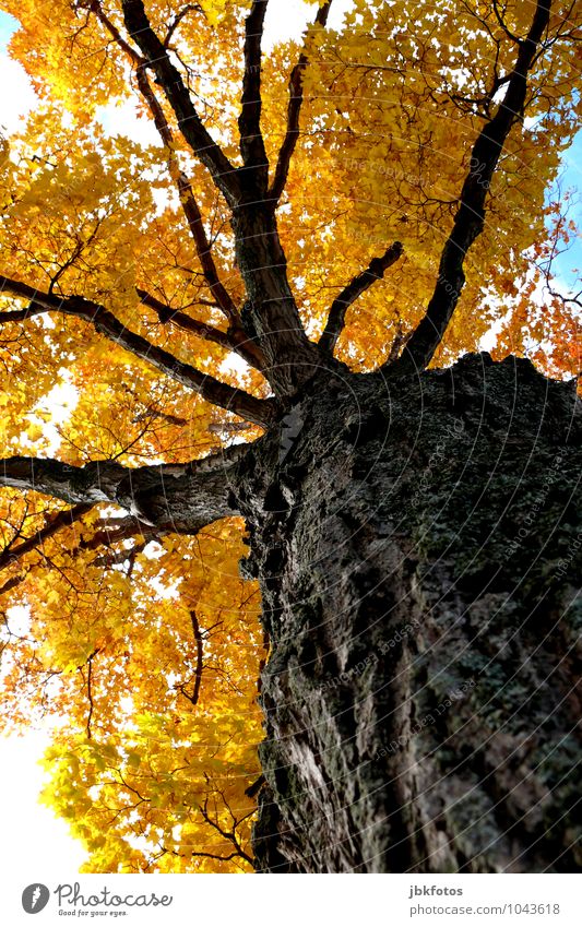 colourful giant Environment Nature Cloudless sky Sun Climate Beautiful weather Warmth Tree Maple tree Garden Park Moody Joy Happy Euphoria Power Gigantic