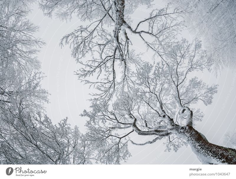 Filigree works of art, frozen snow - trees Environment Nature Sky Winter Climate Weather Ice Frost Snow Snowfall Tree Twigs and branches Tree trunk Forest