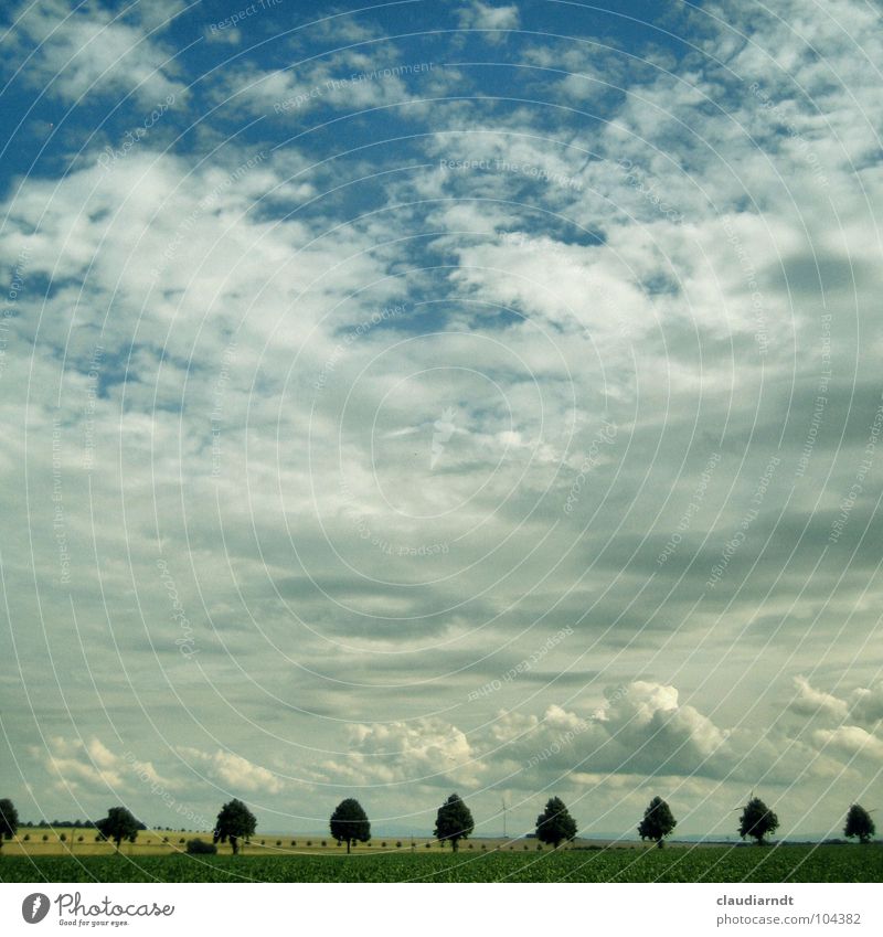 farsightedness Avenue Tree Row of trees Horizon Clouds Field Agriculture Symmetry Accuracy Smoothness Calm Vantage point Turnaround Seasons Summer Plain Sky