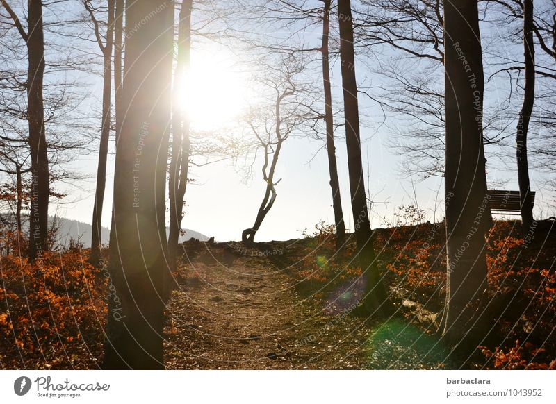 Weather | good prospects Nature Landscape Elements Sky Sun Spring Climate Beautiful weather Tree Bushes Forest Hill Swabian Jura Bench Illuminate Bright Wild