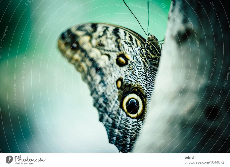 butterfly Nature Animal Plant Tree Tree bark Tree trunk Butterfly Wing Feeler banana butterfly 1 Sit Esthetic Elegant Near Macro (Extreme close-up) Close-up